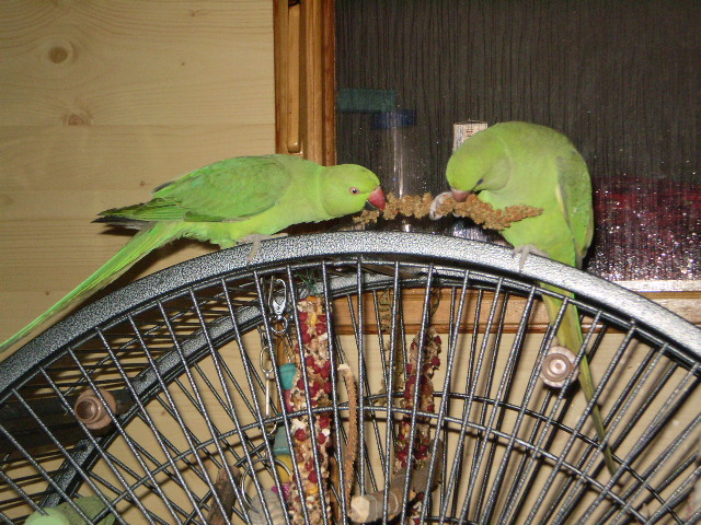 TRIO PAPOUŠČÍ 064