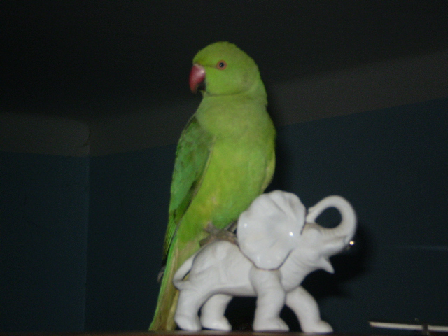 Papoušek 036