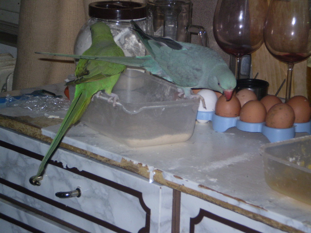 papouščí vaření 004